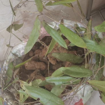 纯野生的土茯苓