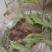纯野生的土茯苓