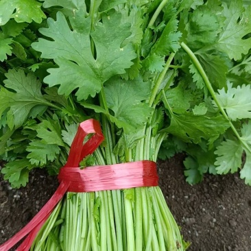 香菜。