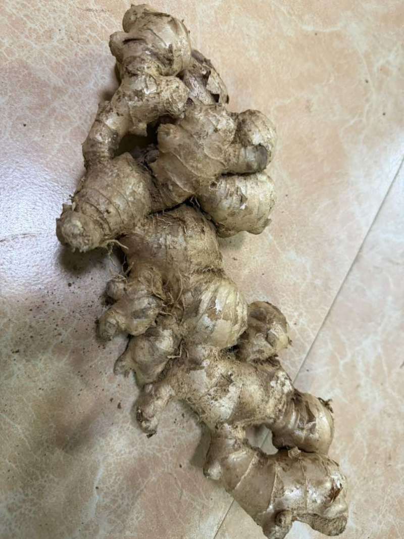 广西南宁横县小黄姜，本地姜，十万斤现货现发