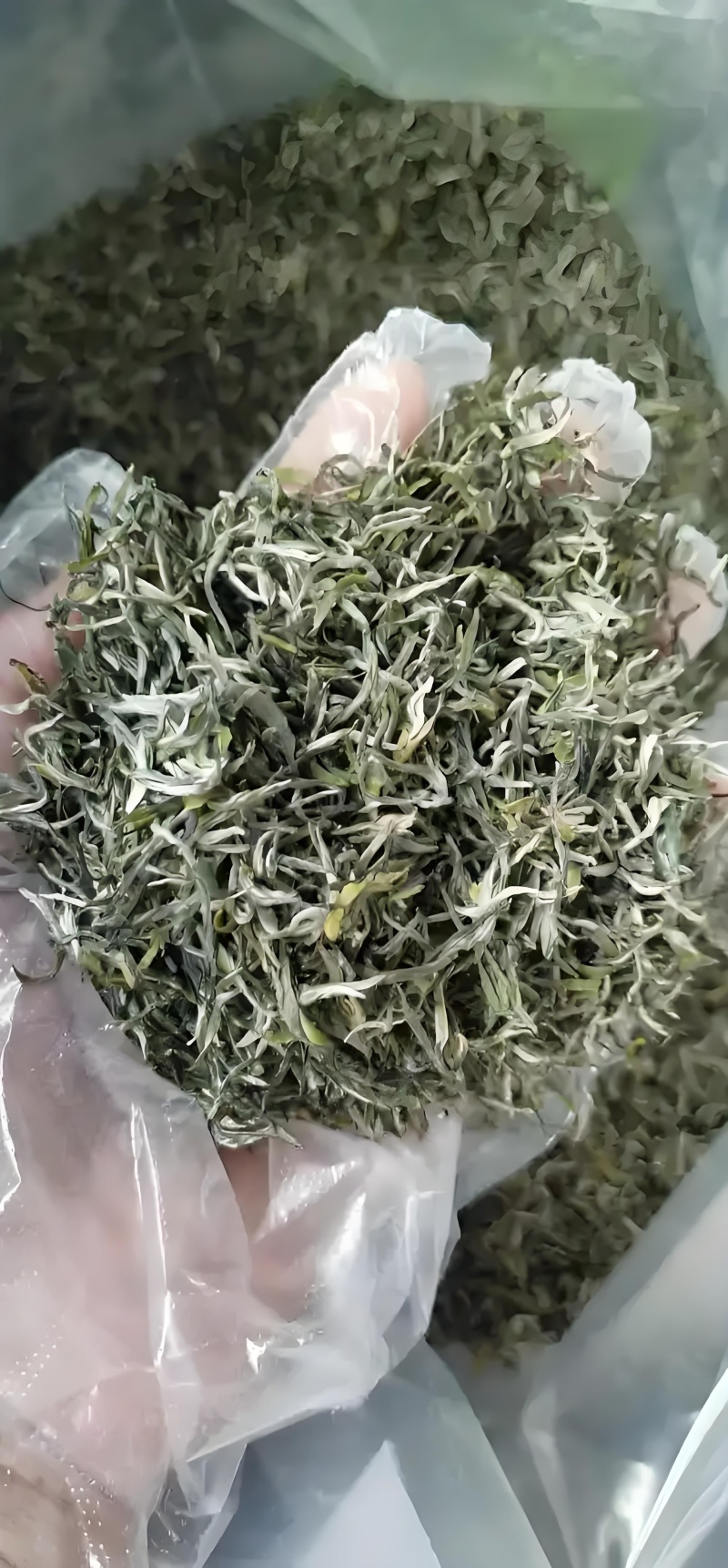 信阳毛尖茶叶