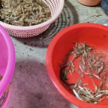 河虾