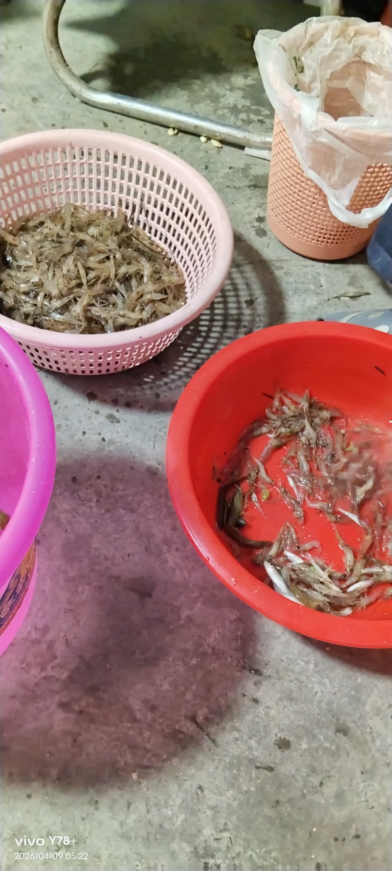 河虾