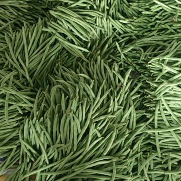 山东四季豆