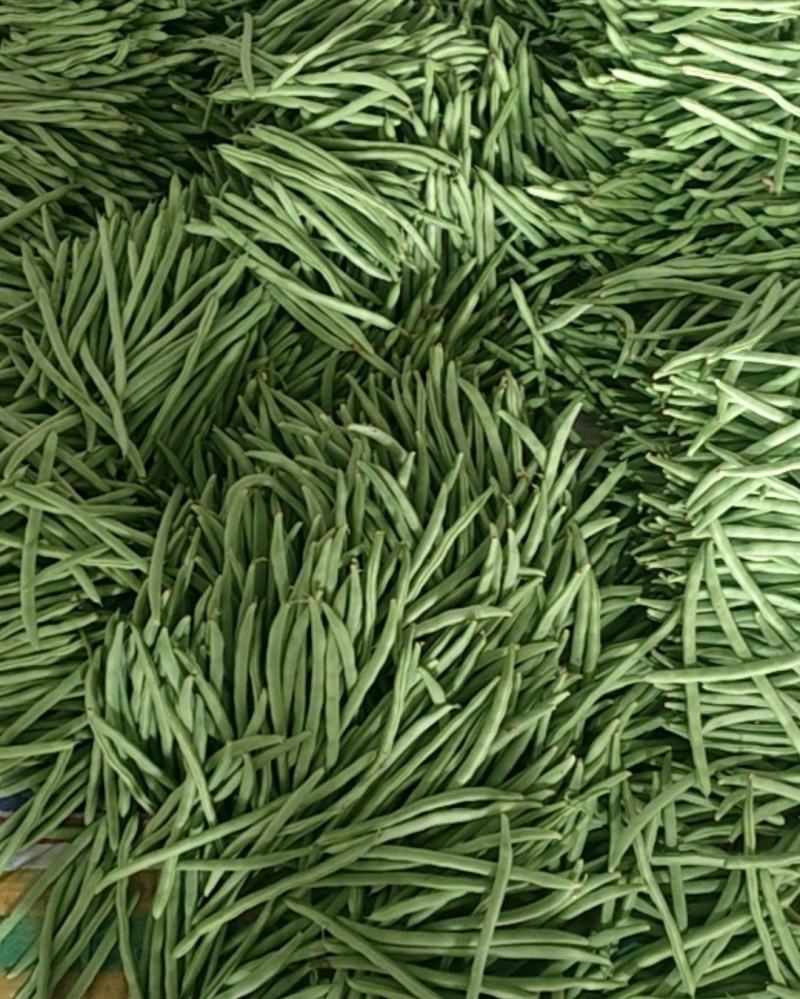 山东四季豆