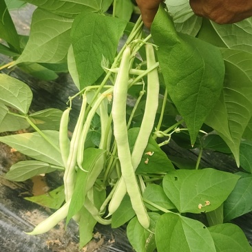 芸豆