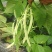 芸豆