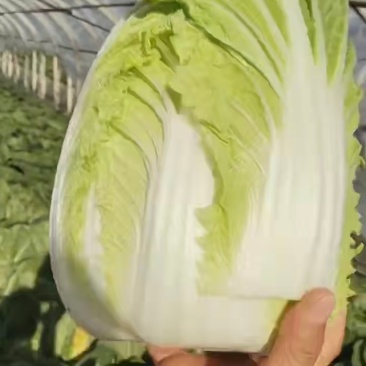 大白菜