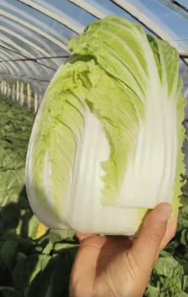 大白菜