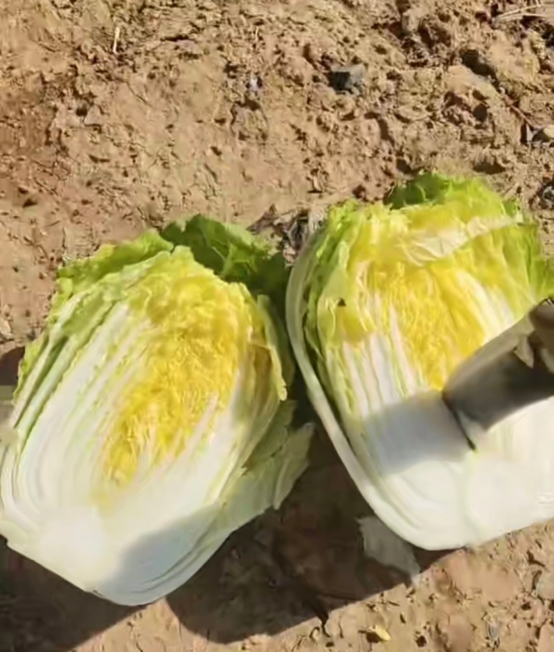 大白菜