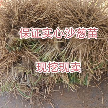 沙葱根