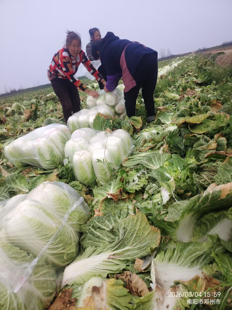 南阳新野县黄心白菜支持各种规格