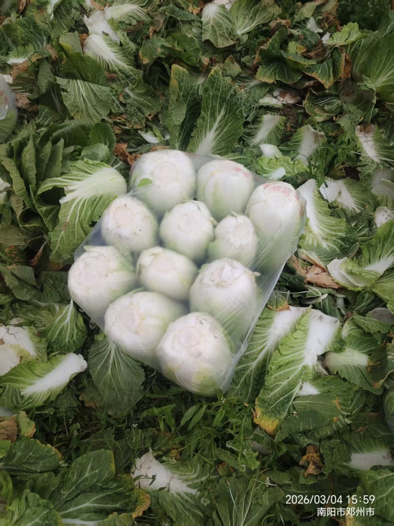 南阳新野县黄心白菜支持各种规格