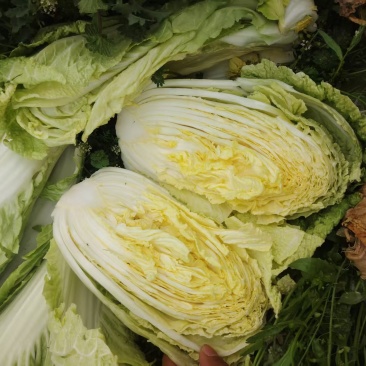 南阳新野县黄心白菜支持各种规格