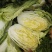 南阳新野县黄心白菜支持各种规格