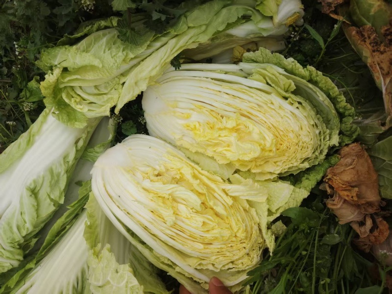 南阳新野县黄心白菜支持各种规格