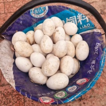 自家鹅蛋