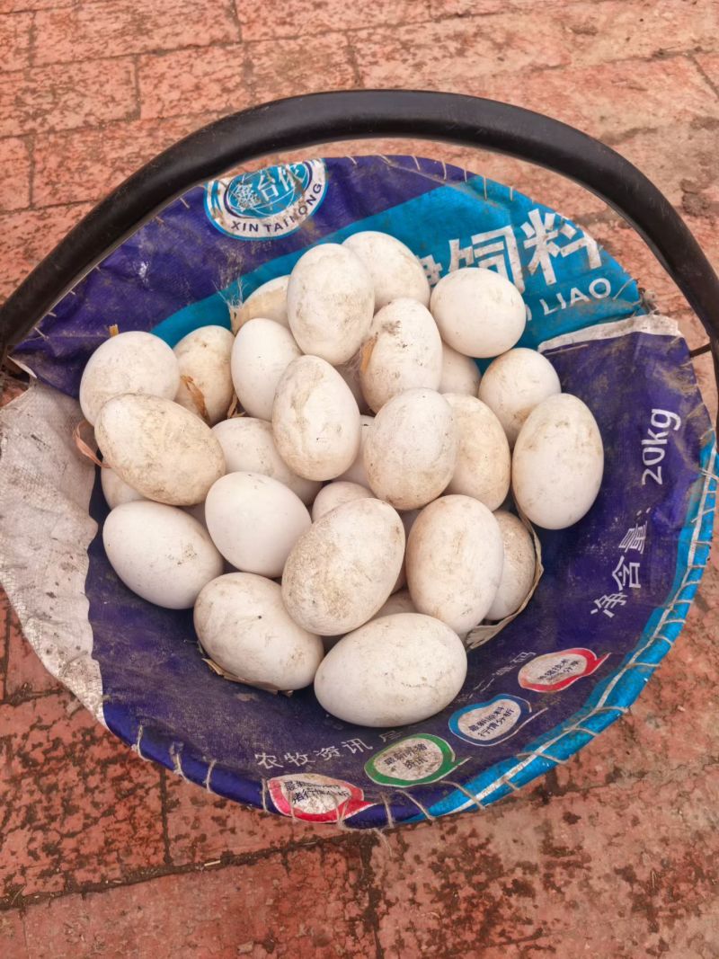 自家鹅蛋