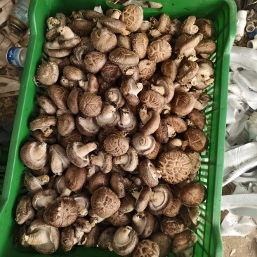 香菇