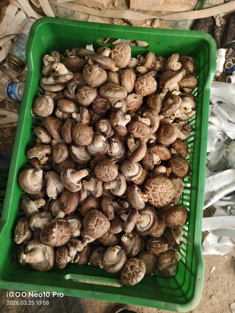 香菇