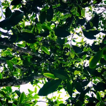 古树普洱茶