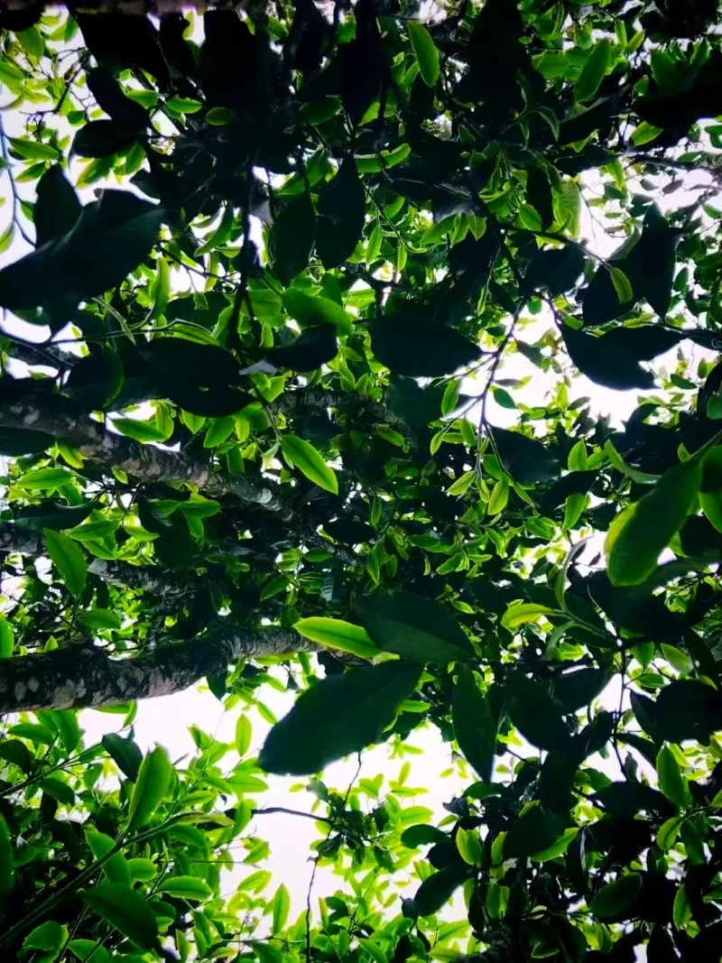古树普洱茶