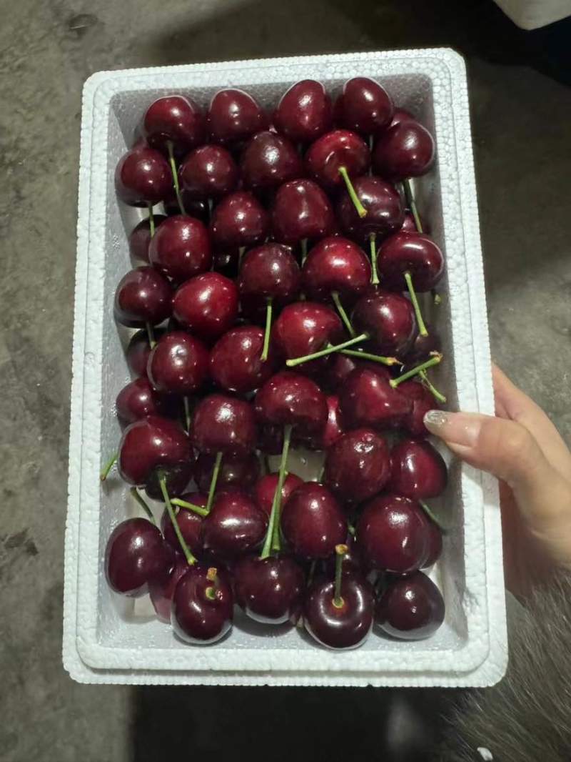 美早樱桃