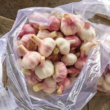 大蒜
