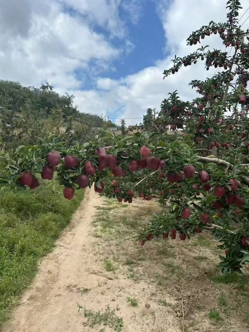 天水花牛苹果