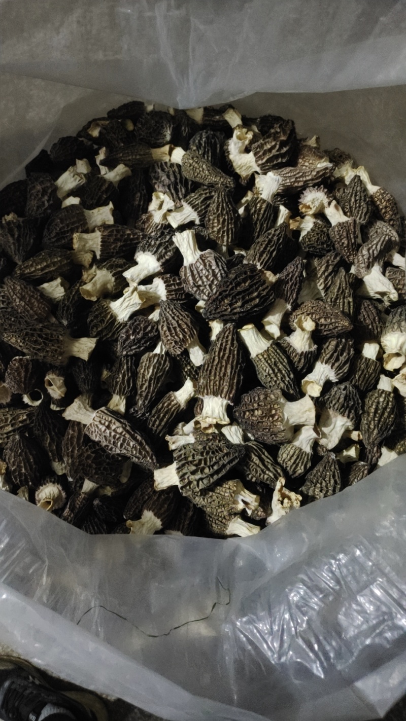 羊肚菌