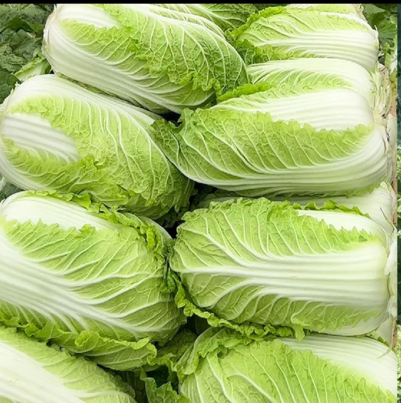 黄心白菜，精品棵4—6斤