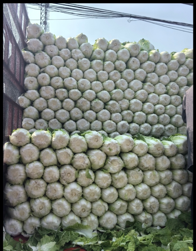 黄心白菜，精品棵4—6斤