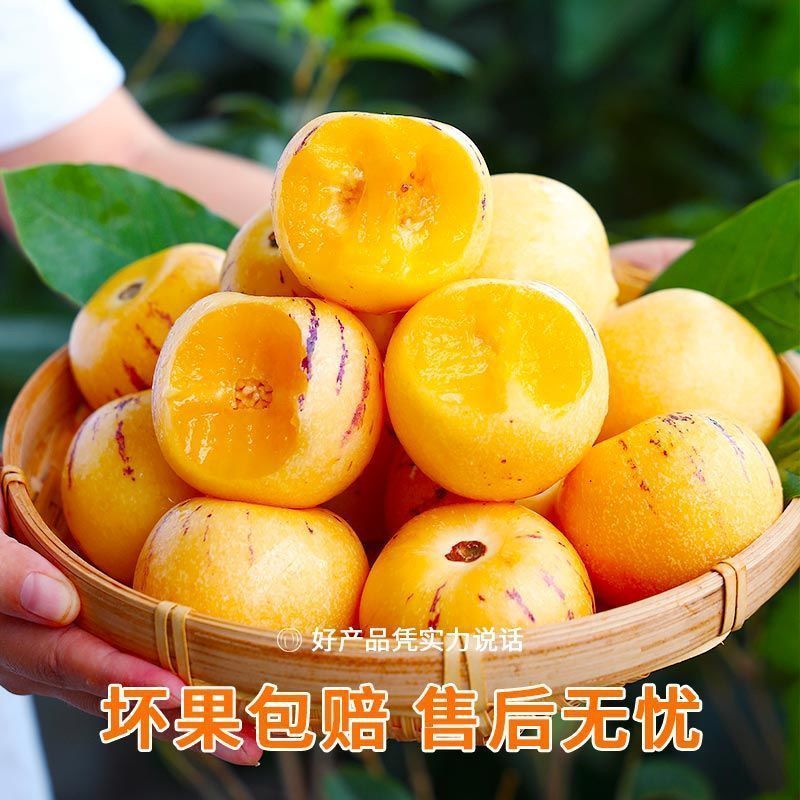 正宗石林人参果只做树熟