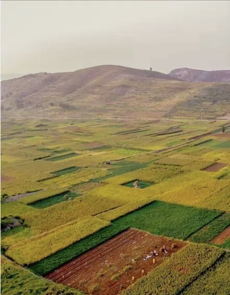 黄草坡小米