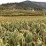 黄草坡小米