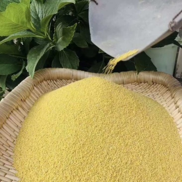 黄草坡小米