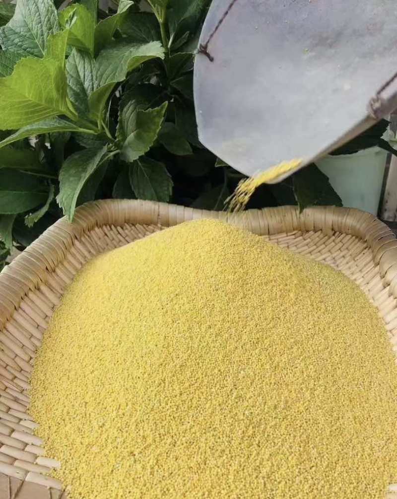 黄草坡小米