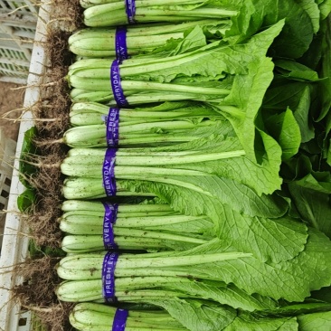 小白菜出售