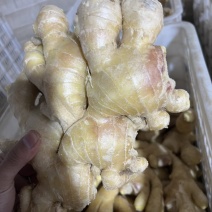 唐山各种品质生姜