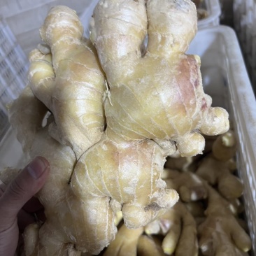 唐山各种品质生姜