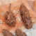 纯野生江西土茯苓供应正宗长期品质保证