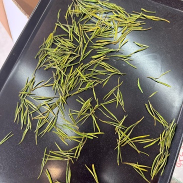 安吉白茶