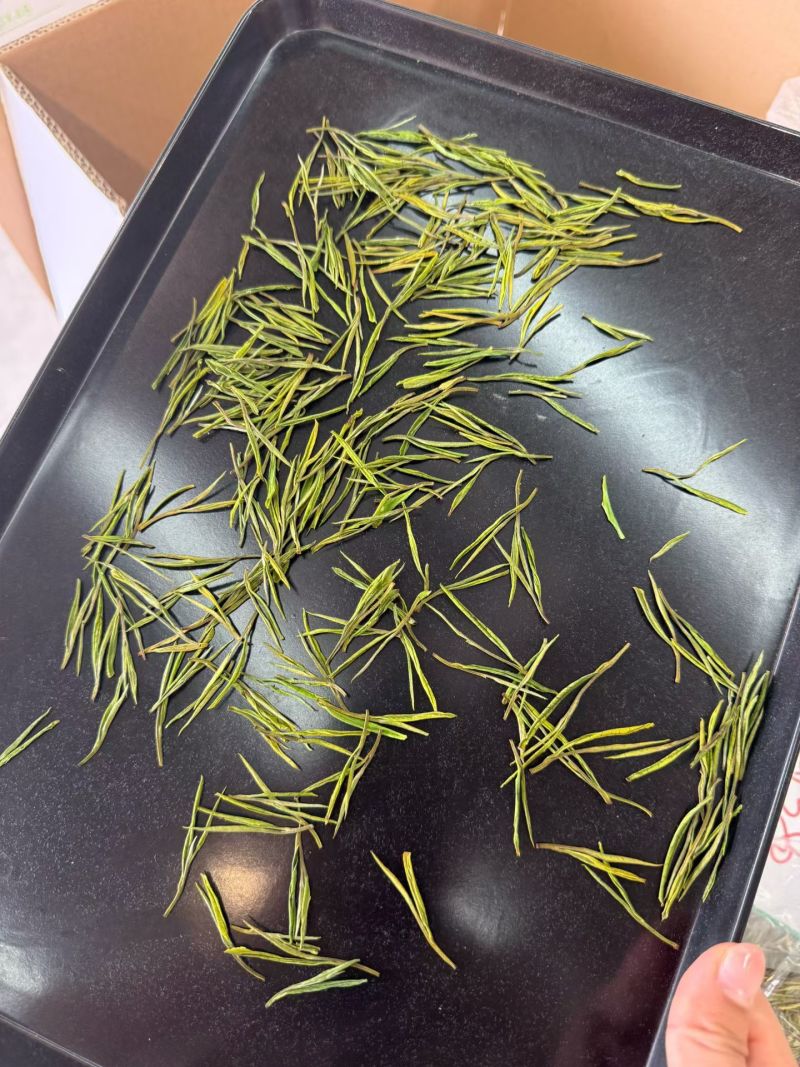 安吉白茶