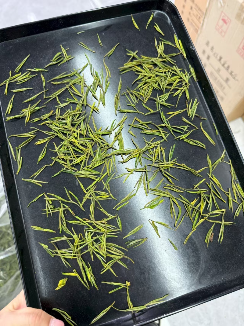 安吉白茶