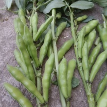 青蚕豆
