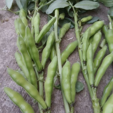 青蚕豆
