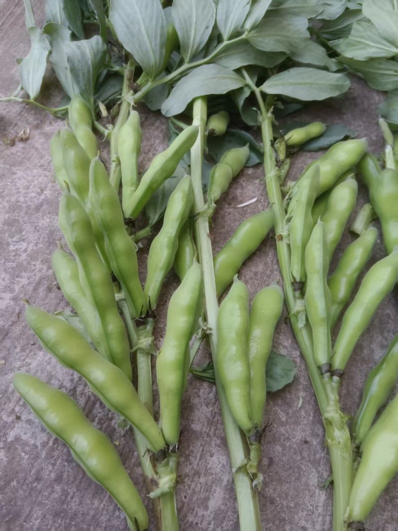 青蚕豆