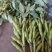 青蚕豆
