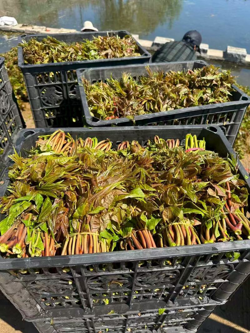 电商**:沂蒙山鲜香椿芽上市。***。头茬红油香椿。