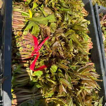 电商**:沂蒙山鲜香椿芽上市。***。头茬红油香椿。